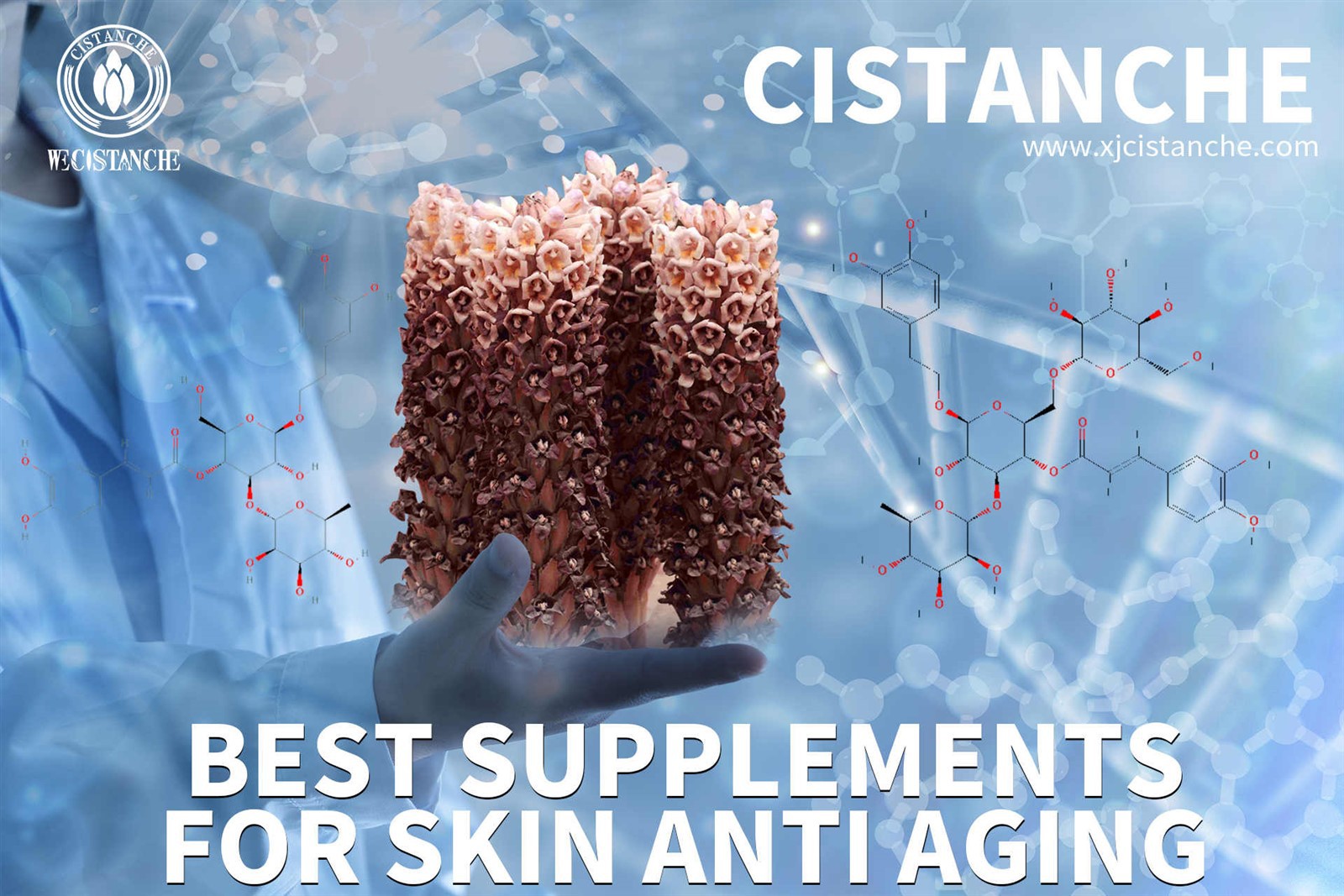 does cistanche work does cistanche work