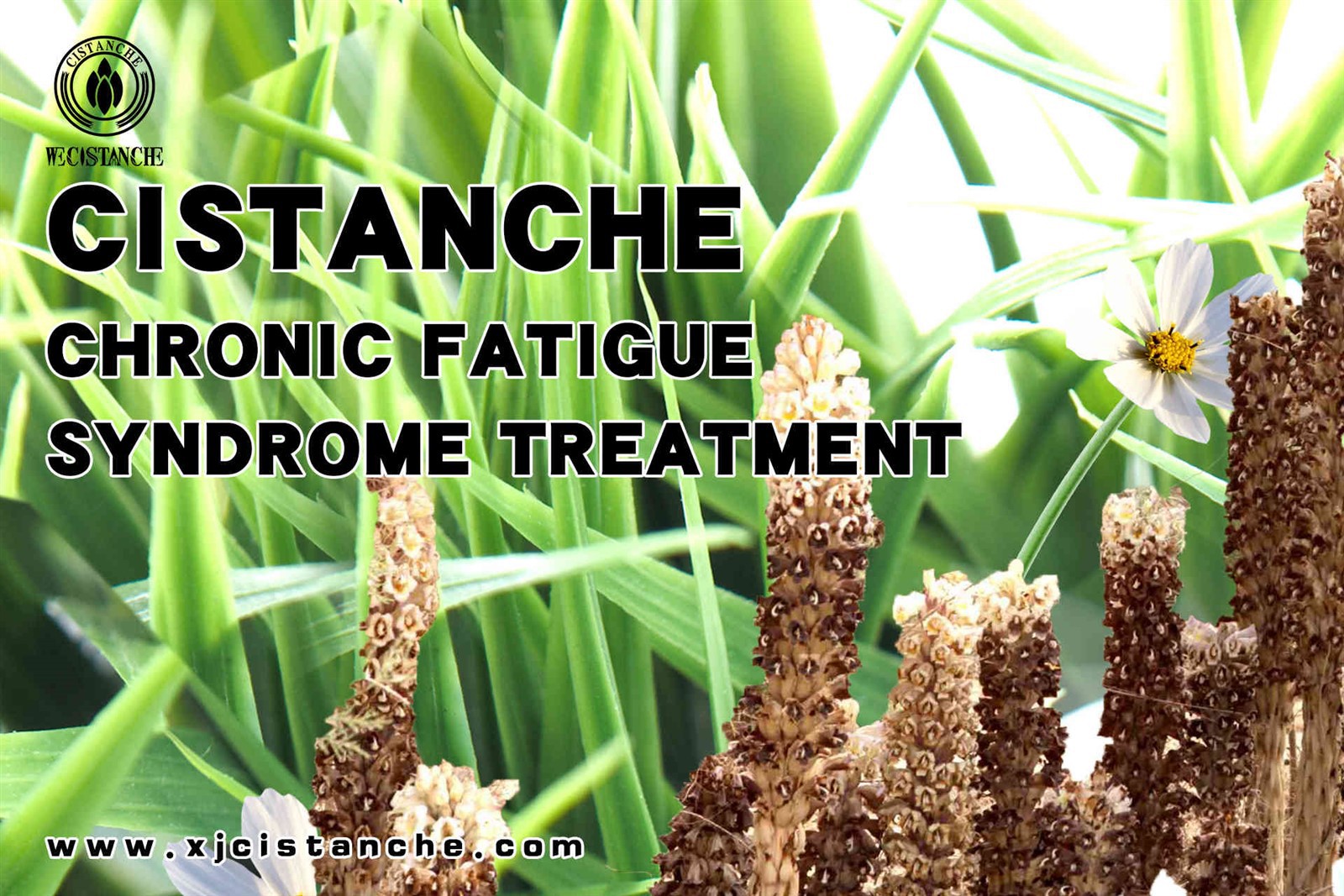 always tired always tired
