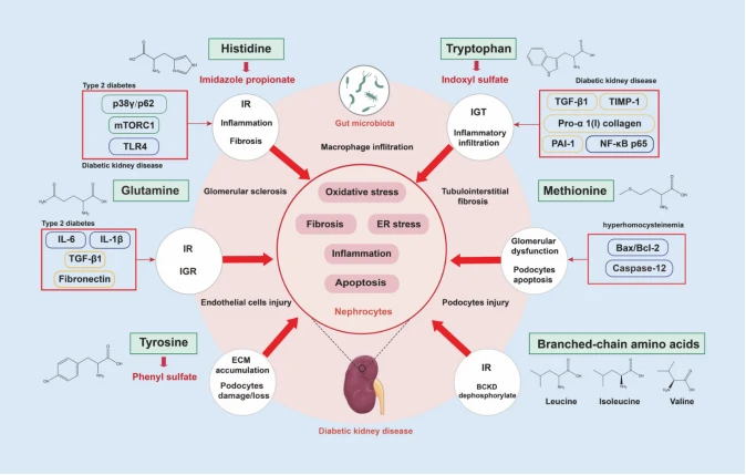  25% Echinacoside AND 9% ACTEOSIDE(VERBASCOSIDE) CISTANCHE 