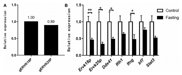 Figure 1. Expression of ERV and immune-related genes in the goose liver was inhibited by fasting. The relative expression of ERV and immune-related genes was determined by quantitative PCR. (A) The expression of ERVK18P and ERVK25P in the liver of normal adult goose. (B) The expression of ERVK18P, ERVK25P, DDX41, IFIH1, IFNG, IRF7, and STAT3 in the livers of the fasted geese is presented as the fold change over the control (no fasting), n 5 6. *,** denotes P, 0.05, 0.01 vs. control, respectively. All of the data are shown as mean 6 SEM. Abbreviation: ERV, endogenous retrovirus.