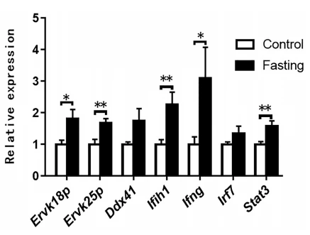 Figure 2. Expression of ERV and the immunity- or inflammation-related genes in the chicken liver was induced by fasting. The relative expression of ERV and immune-related genes was determined by quantitative PCR. The expression levels of ERVK18P, ERVK25P, DDX41, IFIH1, IFNG, IRF7, and STAT3 in the livers of the fasted chickens are presented as the fold change over the control (no fasting), n 5 6. *,** denotes P, 0.05, 0.01 vs. control, respectively. All of the data are shown as mean 6 SEM. Abbreviation: ERV, endogenous retrovirus.