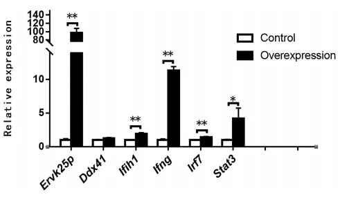 Figure 4. The expression of the immunity- or inflammation-related genes was induced by ERV overexpression in goose primary hepatocytes. The relative expression of ERV and immune-related genes was determined by quantitative PCR. The expression of ERVK25P, DDX41, IFIH1, IFNG, IRF7, and STAT3 in the goose primary hepatocytes transfected with ERVK25P overexpression vectors is presented as the fold change over the control (the hepatocytes transfected with empty vectors), n 5 4. *,** denote P, 0.05, 0.01 vs. control, respectively. All of the data are shown as mean 6 SEM. Abbreviation: ERV, endogenous retrovirus.