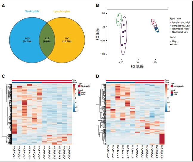 Figure 2. Significantly differentially expressed genes from neutrophils and lymphocytes. (A) The number of significantly differentially expressed genes in neutrophils (blue) and lymphocytes (orange). (B) The principal component analysis plot of significantly differentially expressed genes in neutrophils (green and purple) and lymphocytes (red and blue) in NLR_High (circles) and NLR_Low (squares). (C) A heat map of significantly differentially expressed genes from NLR_High vs NLR_Low neutrophil RNA. (D) A heat map of significantly differentially expressed genes from NLR_High vs NLR_Low lymphocyte RNA.