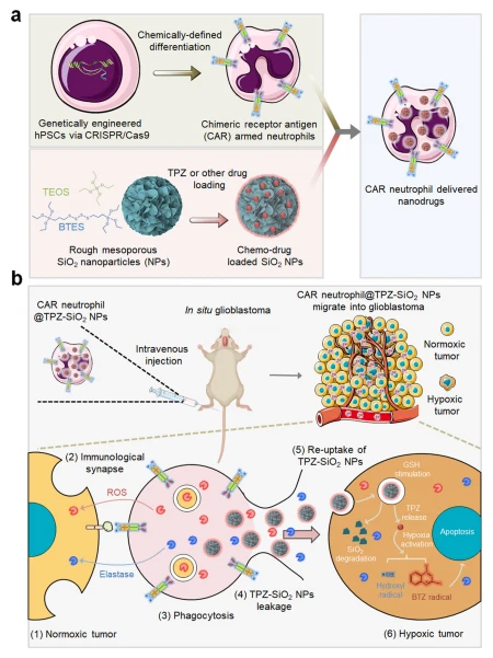 Fig. 1 | Schematic of enhanced anti-glioblastoma efficacy using combinatory immunotherapy of CAR-neutrophils and tumor microenvironment responsive nano-drugs. Human pluripotent stem cells were engineered with CARs and differentiated into CAR-neutrophils that are loaded with rough silica nanoparticles (SiO2 NPs) containing hypoxia-targeting tirapazamine (TPZ) or other drugs, as a dual immunochemotherapy. b Systemically administered CAR-neutrophil@R-SiO2- TPZ NPs first attack external normoxic tumor cells by forming immunological synapses and kill tumor cells via phagocytosis. After apoptosis, CAR-neutrophils could then release R-SiO2-TPZ NPs, which are overtaken by tumor cells. Afterward, nano-prodrugs respond to the hypoxic tumor microenvironment and effectively kill tumor cells. TEOS tetraethyl orthosilicate, BTES bis[3-(triethoxysilyl) propyl] tetrasulfide, TPZ tirapazamine, BTZ benzotriazinyl.
