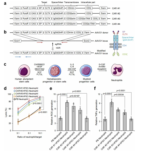 Fig. 2 | Screening neutrophil-specific chimeric antigen receptor (CAR) structures with enhanced neutrophil-mediated anti-tumor activities. a Schematic of various CAR structures. b Schematic of CAR #1 construct and targeted knock-in strategy at the AAVS1 safe harbor locus of human pluripotent stem cells (hPSCs). The vertical arrow indicates the AAVS1 targeting sgRNA. Red and blue horizontal arrows indicate primers for assaying targeting efficiency and homozygosity, respectively. HDR: homologous recombination repair. c Schematic of optimized neutrophil differentiation from hPSCs under chemically defined conditions. d Cytotoxicity assays against U87MG glioblastoma cells were performed at different ratios of neutrophil-to-tumor target using indicated neutrophils. Data are represented as mean ± SD of five independent biological replicates, two-tailed Student's t-test. Reactive oxygen species (ROS) generation (e) and ELISA analysis of TNFα release (f) from different neutrophils after coculturing with U87MG cells were determined. n = 5 biologically independent samples. The data are represented as mean ± SD, two-tailed Student's t-test. Source data are provided as a Source Data file.