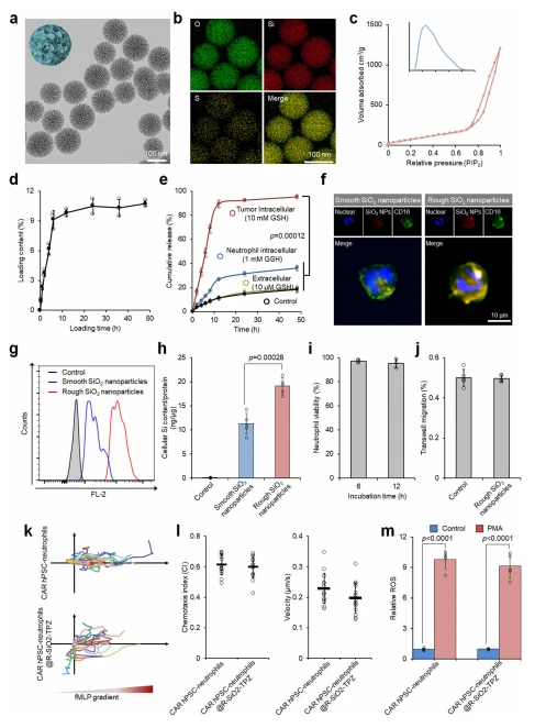 Fig. 3 | Preparation and characterization of hPSC CAR-neutrophils loaded with tirapazamine (TPZ)-containing SiO2 nanoparticles. a–e Transmission electron microscope (TEM) (a) and energy dispersive spectroscopy (EDS) elemental mapping images (b) of rough SiO2 nanoparticles are shown. c Nitrogen adsorption-desorption isotherm of rough SiO2 nanoparticles along with Barrett-JoynerHalenda (BJH) pore size distribution plot is shown. Biological triplicates were performed independently. TPZ loading content in SiO2 nanoparticles (d) and glutathione (GSH)--responsive TPZ release (e) were measured at the indicated time. n = 3 biologically independent samples. One-way analysis of variance (ANOVA) for (e). Fluorescence images (f) and flow cytometry analysis (g) of neutrophils loaded with smooth and rough SiO2-TPZ. Biological triplicates were performed independently. h Cellular SiO2 content in hPSC-derived CAR-neutrophils was measured. n = 5 biologically independent samples, two-tailed Student's t-test. Cellular viability (i), n = 3 biologically independent samples, transmigration (j), n = 5 biologically independent samples, chemoattraction abilities (k, l), n = 20 biologically independent samples, and ROS generation ability (m) of hPSC-derived CAR-neutrophils loaded with or without rough SiO2-TPZ were shown, n = 5 biologically independent samples, two-tailed Student's t-test. PMA: phorbol myristate acetate. All data in this figure are represented as mean ± SD. Source data are provided as a Source Data file.