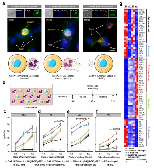 Fig. 4 | CAR-neutrophils loaded with R-SiO2-TPZ nanoparticles effectively kill glioblastoma cells. Representative images of immunological synapses indicated by polarized F-actin accumulation at the interface between CAR-neutrophils and tumor cells at 6, 12, and 24 h were shown. R-SiO2-TPZ nanoparticles released from CAR-neutrophils upon tumor cell phagocytosis were up-taken by tumor cells. Triplicates were performed independently. b Schematic of neutrophil-mediated anti-tumor cytotoxicity assay. Cytotoxicity against U87MG glioblastoma cells was performed at different ratios of neutrophil-to-tumor target using indicated neutrophils at 24 h (c), 36 h (d), 48 h (e), and 72 h (f). n = 3 biologically independent samples. Data are represented as mean ± SD, one-way analysis of variance (ANOVA). g Bulk RNA sequencing analysis was performed on U87MG cells under various conditions. Heatmap shows expression levels of selected cytoplasm, membrane, oxidative stress, apoptosis, and proliferation-related genes in the indicated glioblastoma cells. n = 2 biologically independent samples. Source data are provided as a Source Data file.