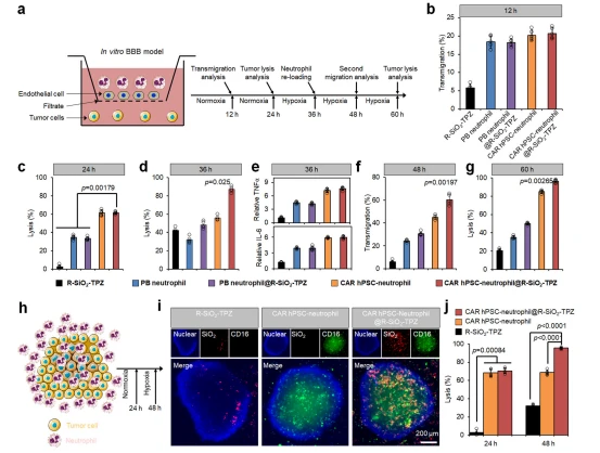 Fig. 5 | Functional evaluation of CAR-neutrophils loaded with R-SiO2-TPZ nanoparticles using biomimetic glioblastoma (GBM) models in vitro. a Schematic of our in vitro tumor model of GBM with blood-brain-barrier (BBB), which is composed of endothelial cells on the cell insert membrane and tumor cells in the bottom of the same transwell. b Transwell migration analysis of neutrophils at 12 h is shown. Anti-GBM cytotoxicity of indicated neutrophils at 24 h (c) and 36 h (d) was measured and quantified. e ELISA analysis of IL-6 and TNFα released from indicated neutrophils at 36 h was performed. f Second migration of different neutrophils at 48 h is shown. g Anti-GBM cytotoxicity of indicated neutrophils at 60 h was measured and quantified. h–j Schematic of neutrophil-infiltrated three-dimensional (3D) tumor model in vitro was shown in (h). Representative fluorescent images of infiltrated neutrophils in the 3D tumor models were shown. DAPI was used to stain the cell nuclear and CD45 was used to stain neutrophils. Scale bars, 200 μm. Biological triplicates were performed independently. j The corresponding tumor-killing ability of indicated neutrophils was measured and quanti- fied using a cytotoxicity kit. Data are represented as mean ± SD of five independent biological replicates, one-way analysis of variance (ANOVA). Source data are provided as a Source Data file.