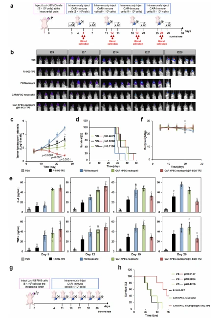 Fig. 7 | In vivo anti-tumor activities of combinatory CAR-neutrophils and R-SiO2-TPZ nanoparticles (NPs) were assessed via intravenous injection. a Schematic of intravenously administered PBS, PB-neutrophils, CAR-neutrophils, and CAR-neutrophil@ R-SiO2-TPZ NPs for in vivo tumor-killing study. 5 × 105 luciferase (Luci)-expressing U87MG cells were stereotactically implanted into the right forebrain of NRG mice. After 4 days, mice were intravenously treated with indicated neutrophils weekly for a month. Time-dependent tumor burden was determined (b) and quantified (c) by bioluminescent imaging (BLI) at the indicated days. Data are mean ± SD for mice in (b) (n = 5), one-way analysis of variance (ANOVA). d Kaplan-Meier curve demonstrating survival of indicated experimental groups (n = 5) was shown. Released human tumor necrosis factor-α (TNFα) and IL-6 in the peripheral blood (e) and body weight (f) of different mouse groups were measured at the indicated days. Data are mean ± SD, n = 5 biologically independent samples. g, h Anti-tumor activity of increased dosage frequencies of CAR-neutrophils and RSiO2-TPZ NPs was assessed. g Schematic of intravenously administered CAR-neutrophils, R-SiO2-TPZ NPs, and CAR-neutrophil@ R-SiO2-TPZ NPs for in vivo tumor killing study. h Kaplan-Meier curve demonstrating survival of indicated experimental groups was shown (n = 5). Kaplan–Meier curves were analyzed by the log-rank test. Source data are provided as a Source Data file.