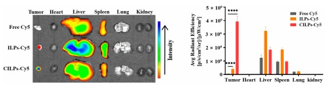 Figure 5. The distribution of Cy5-fluorescence in tumors and major organs at 24 h after intravenous administration. Data are shown as means ± standard deviation (n = 3). **** p < 0.0001