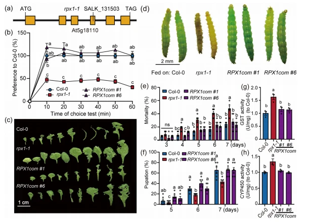 FIGURE 1 Inactivating RPX1 confers resistance to Plutella xylostella in Arabidopsis. (a) Gene structure of RPX1 (At5g18110). Orange boxes indicate exons and solid lines represent introns and untranslated regions. The T‐DNA insertion in SALK_131503, named rpx1‐1, is on the fourth exon. (b) P. xylostella larvae preferentially move toward the wild‐type Col‐0 and RPX1 complementation lines (RPX1pro:RPX1/rpx1‐1, RPX1com), compared to rpx1‐ 1. (c) Comparison of Col‐0, rpx1‐1, and RPX1com leaves infested with P. xylostella. (d) P. xylostella larvae were severely affected by rpx1‐1, compared with those on wild‐type Col‐0 and the RPX1com lines, concerning larval stature, size, and color. (e, f) P. xylostella larvae fed with rpx1‐1 show higher mortality (e) and lower pupation (f) rates relative to the wild‐type Col‐0 and RPX1com lines. (g, h) P. xylostella larvae fed with rpx1‐1 plants have increased glutathione S‐transferase (GST, g) and cytochrome P450 (CYP450, h) activities, whereas in RPX1com‐fed larvae, the activities showed no difference from those on Col‐0. In (b, e–h), data are presented as mean ± s.e.m. The different letters at each treatment indicate a significant difference (one‐way analysis of variance, n = 3 for b, g, h, n = 6 for e, f).