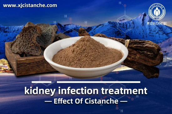 CISTANCHE EXTRACT WITH 25% ECHINACOSIDE AND 9% ACTEOSIDE FOR KIDNEY CISTANCHE EXTRACT WITH 25% ECHINACOSIDE AND 9% ACTEOSIDE FOR KIDNEY
