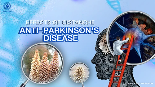 Chinese herb cistanche-Anti Parkinson's disease
