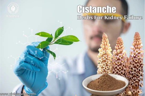 cistanche for kidney protection cistanche for kidney protection