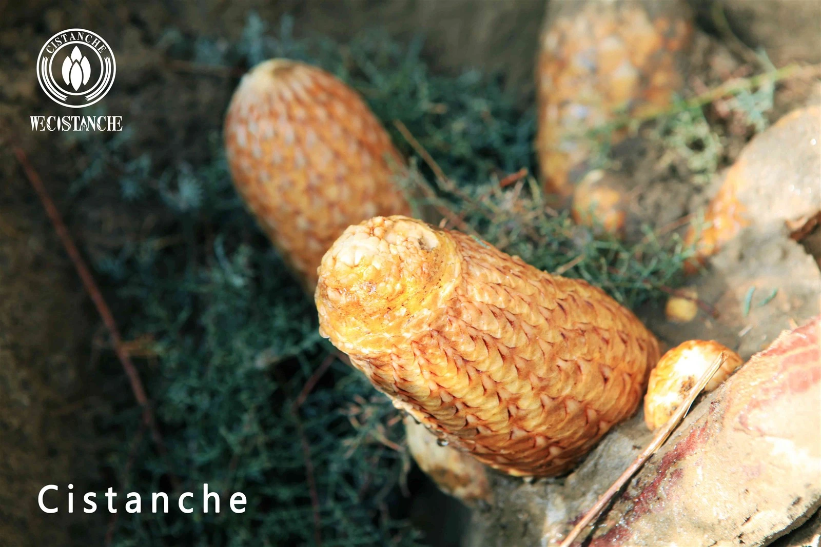 cistanche tubulosa natural herbal medicine cistanche tubulosa natural herbal medicine
