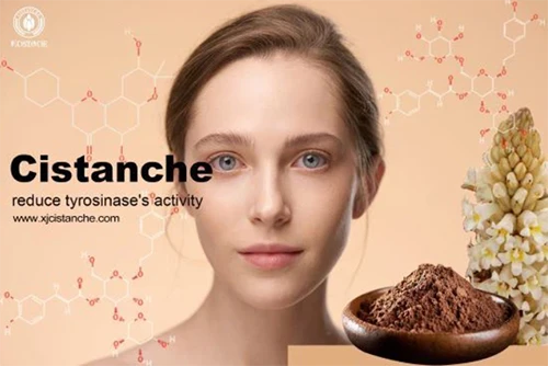 Benefits of cistanche tubulosa-inhibit tyrosinase expression (3) Benefits of cistanche tubulosa-inhibit tyrosinase expression (3)
