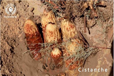 Manfaat Cistanche Efek Cistanche Efek Samping Cistanche Penggunaan Cistanche Dosis Cistanche