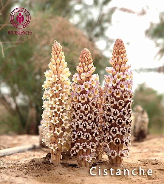 cistanche deserticola ma cistanche deserticola ma